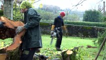 Arbres & Co à Estialescq - Abattage, élagage, entretien  et soin des arbres.