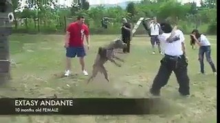 Bloody fight between man and dog
