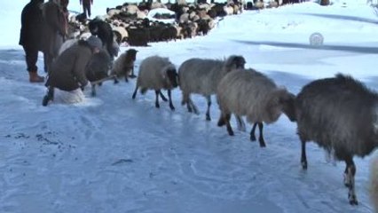 Mahsur Kalan Koyunların Zorlu Yolculuğu
