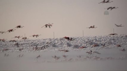 Flamingoların Buz Göçü