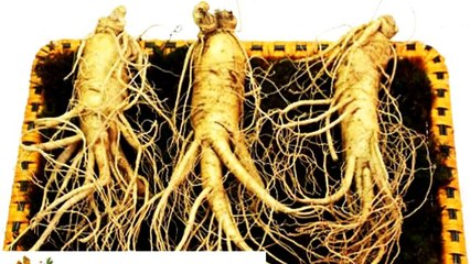 Các dạng trà nhân sâm Hàn Quốc có thể bạn chưa biết