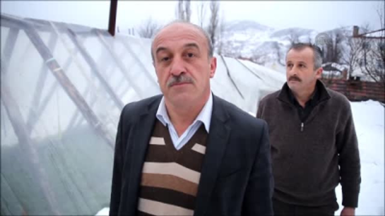 Yoğun Kar Yağışı İnebolu'da Seraları Yıktı