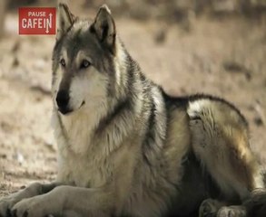 Le loup façonne les rivières et apporte la vie dans la nature !