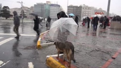 Sokak Köpeğine Şemsiye Tuttu