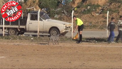Maç sırasında sahaya köpek girerse