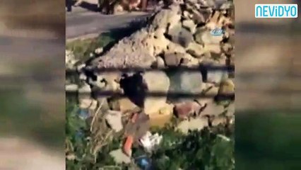 İneklerden buz pateni şovu!