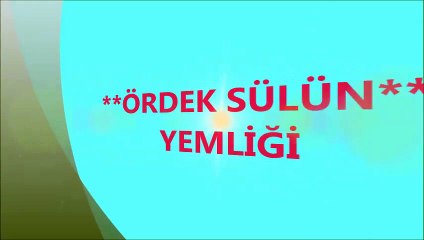 ördek yemlik fiyatı,ördek yemlik fiyatları,ördek yemliği satış,ördek yemlik ankara,ördek yemliği ankara,sülün yemliği