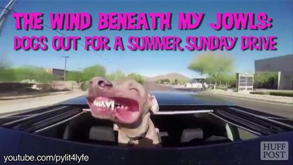 Une virée en voiture avec votre chien ? Il va adorer ça.