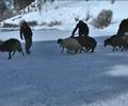 Koyunların zorlu yolculuğu