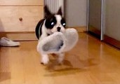 Puppy Is Obsessed With Stealing Slippers