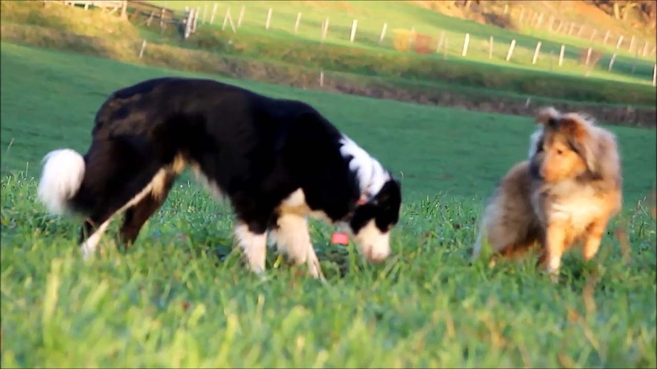 Vacances de Noel 2014 des petits chiens