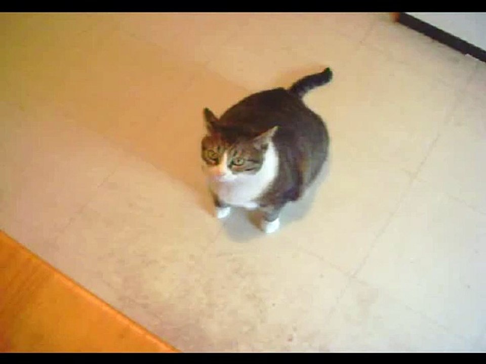 BAT CHATTE !