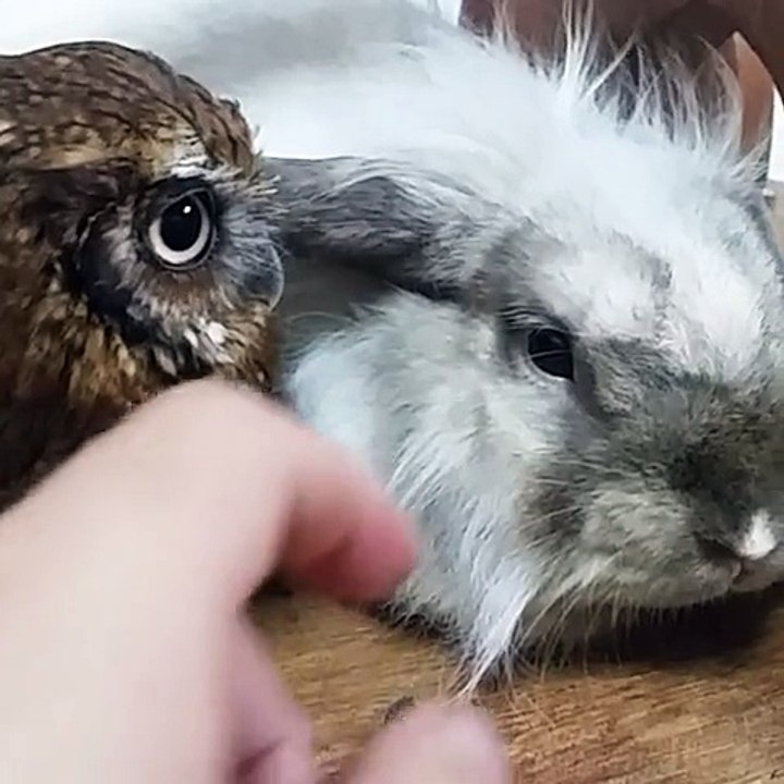 Adorable bunny and baby owl together