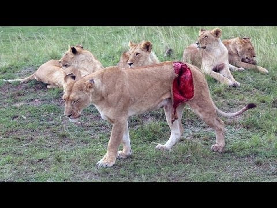 Lioness Mauled by Buffalo
