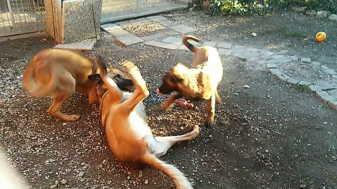 Mecberger Gilda @ Who is the boss?!