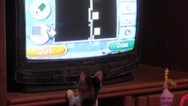 Cat attempts to pounce Wii Mouse on TV