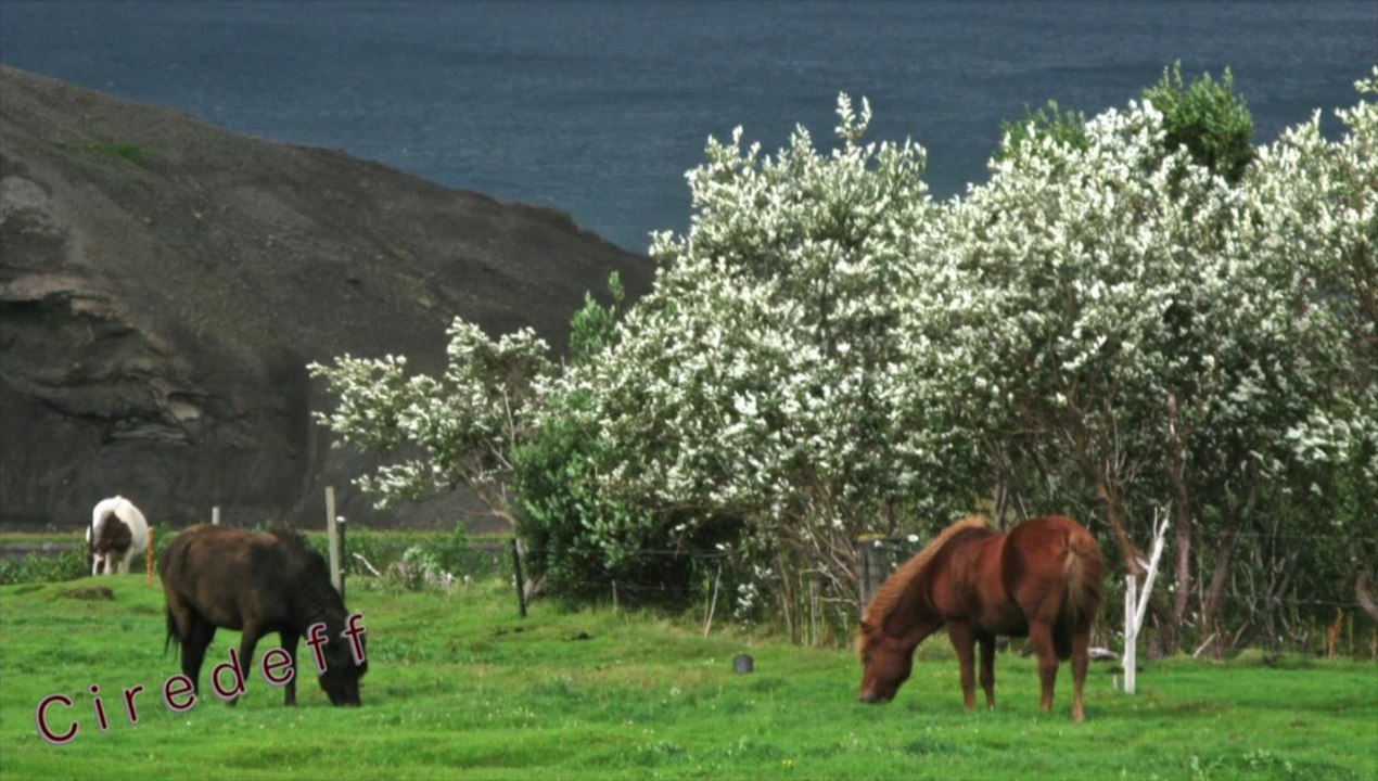 3/7 Tourisme en Islande Découvrez des animaux et des exploitations agricoles -- Tourism in Iceland Discover animals and farm -- Tourismus in Island Entdeckt tiere -- Turismo en animales Islandia Descubrir