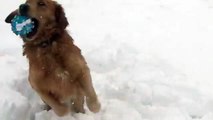 Un chien troublé par un jouet qui couine dans la neige