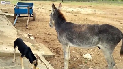Dog VS Donkey (Hunger is However a Great Force)................!!!!!!!!!!!!
