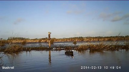 Beelden: Meerkoet ontsnapt aan klauwen buizerd - RTV Noord