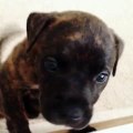 Un chiot Pit Bull en perd la voix