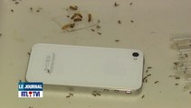 Effets nocifs du téléphone portable sur les fourmis