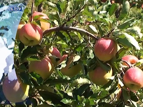 Vesti na vlaškom jeziku, 12. januar 2015. (RTV Bor)