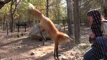 A reação adorável de uma raposa ao rever a sua amiga humana
