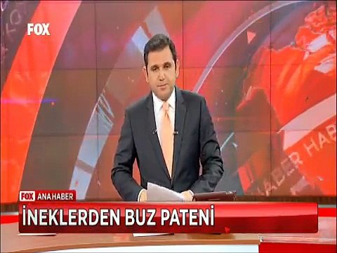 İneklerden buz pateni gösterisi ile Koyunların donmuş nehirden geçme çabaları