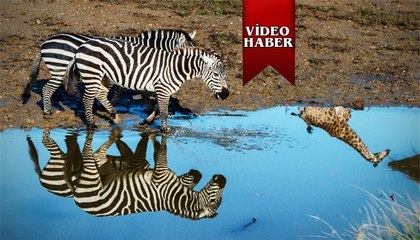 Bu kareler Afrika’dan değil İzmir’den