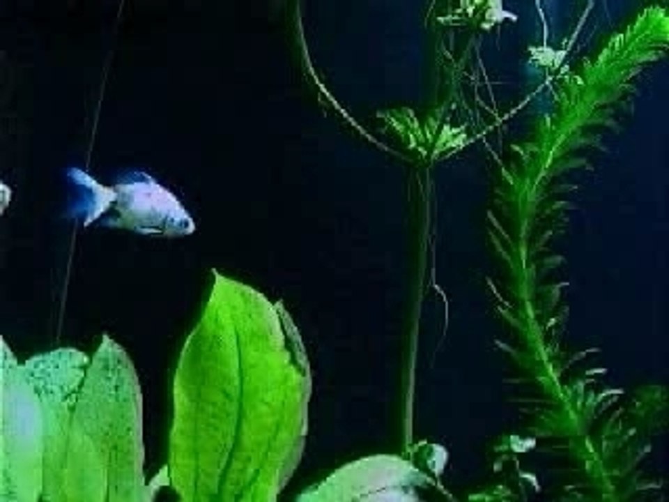 mon ptit aquarium
