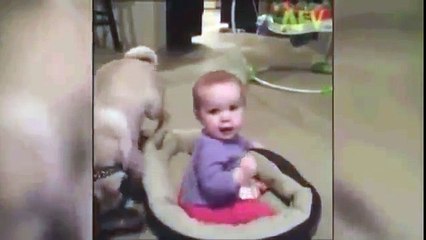 It's Pug vs Baby in Power Struggle Over Dog Bed