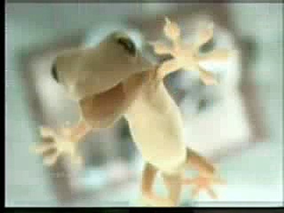 Funny  Reptile Die By Wall Crack
