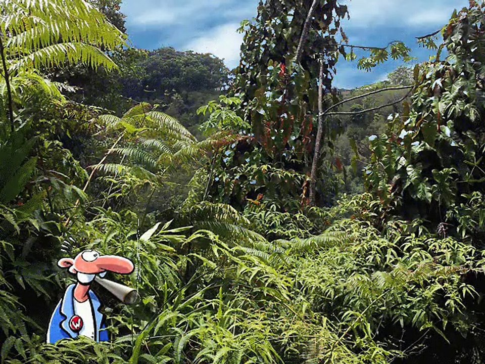 HANS SÖLLNER - Mei Voda hod an Marihuanabam