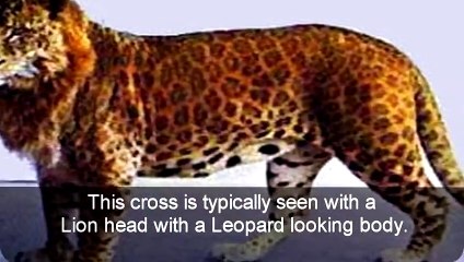 Top 7 Amazing and Rare Animal Hybrids