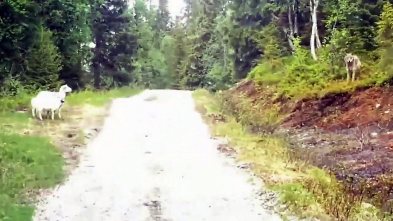 Sheep Vs Wolf