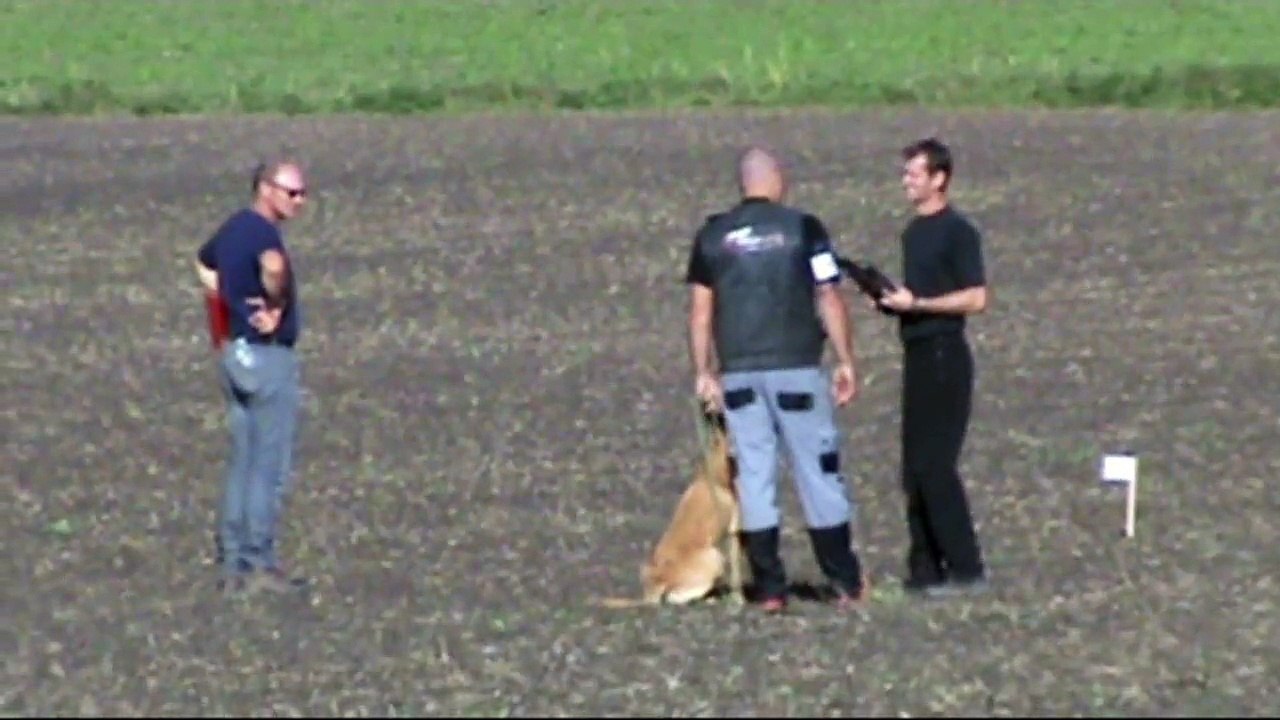 Be Aware Cobra @ 1.FCI-WM Qualifikation 2015 - Fährte/Track