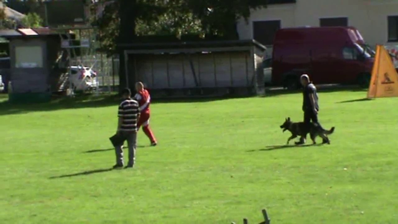 Markschläger Robert & Cantor vom Mühlviertlerdom @ 1.FCI-WM 2015 Schutzdienst /Protectionwork