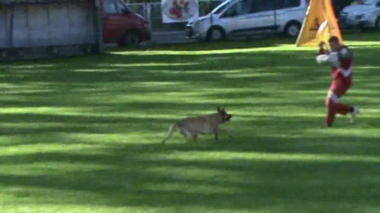 Be Aware Cobra @ 1.FCI-WM Quali 2015 - Schutzdienst / Protectionwork