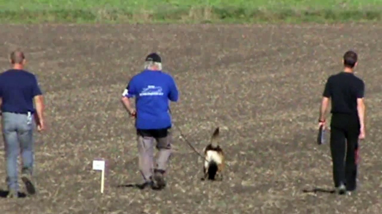 Stelzhammer Norbert & Nemo zum Chasseralblick @ 1.FCI-WM Quali 2015  Fährte /Track
