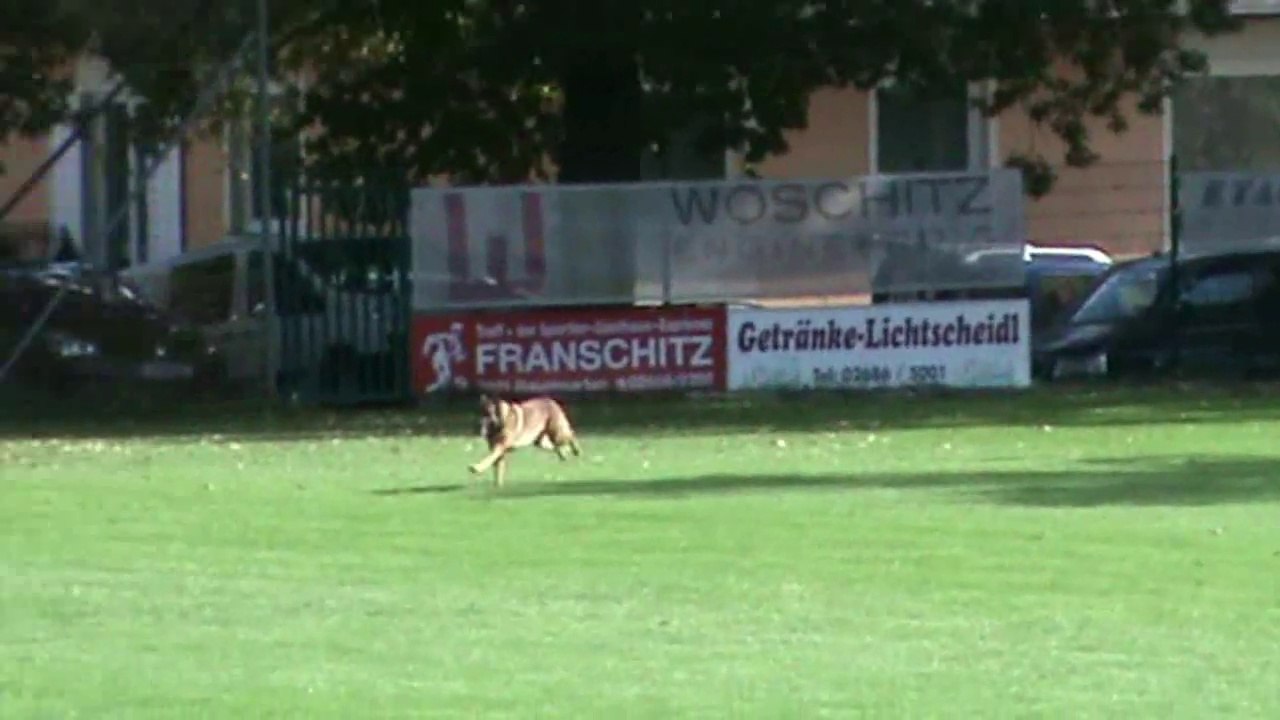 Striessnig Günter & Codex of Crazy Grubers @ 1.FCI-WM Quali 2015 Schutzdienst / Protectionwork