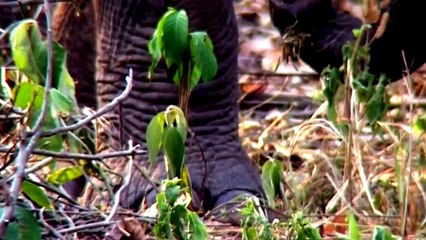 Download Video: National Geographic Wild 2015 Elephants Never Forget Full Documentary HD