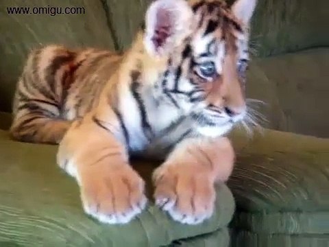 Tiger Cub Playing With A Dog - The Cuteness Is Unbearable