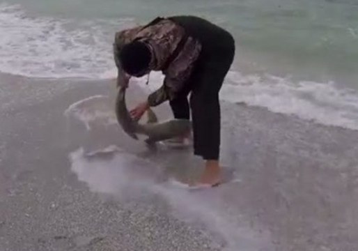 Sharks Don't Like Being Grabbed by the Tail