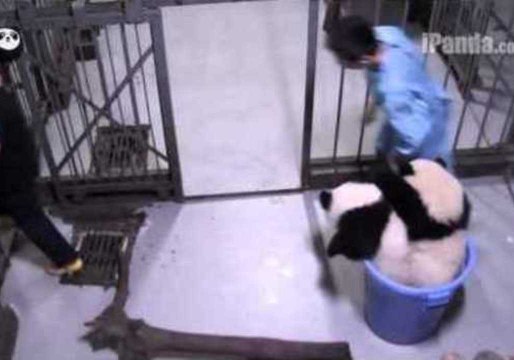 Panda Cubs Play With Their Zookeeper Friends