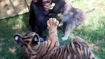 Baby Chimp, Tigers, and Wolf playing