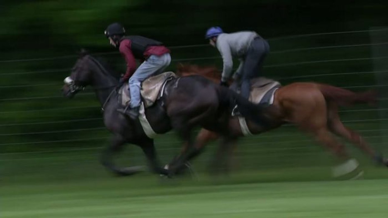 HIPPISME - Grand Steeple-Chase Paris : Shannon Rock