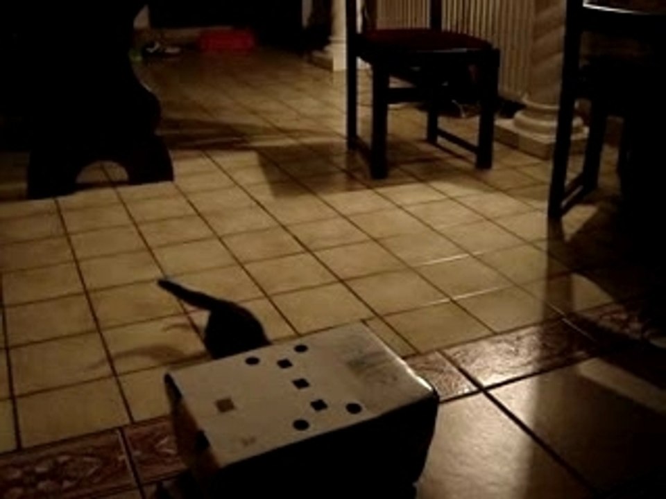 Le chat de Dingue