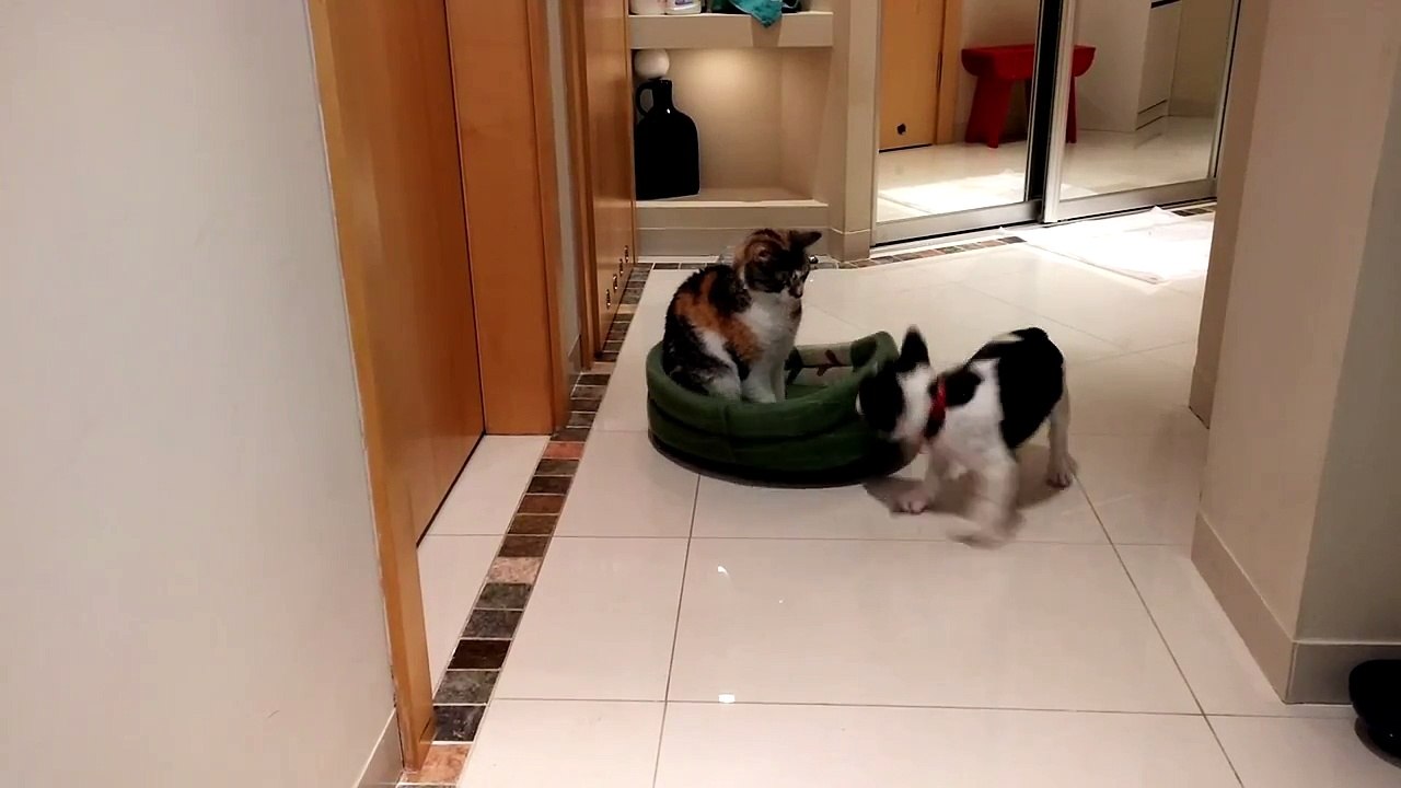 Bulldog Français vs Chat