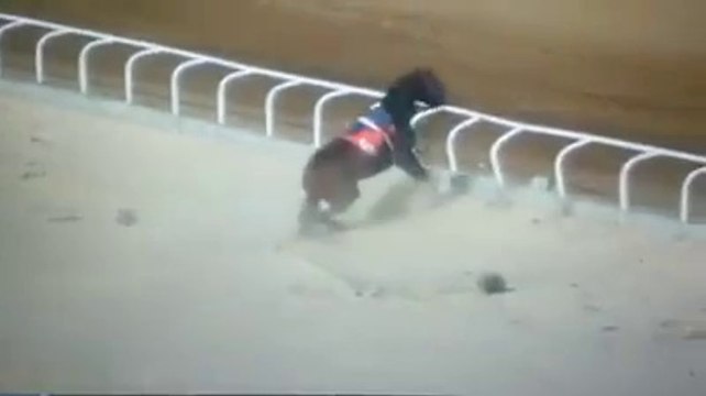 Un cheval en pleine crise de panique dans hippodrome - Backflip sur une barrière!